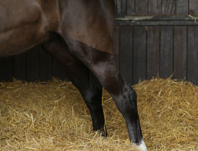 Bay horse doing a wee in stable